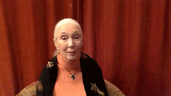 Dr. Jane Goodall Virtual Hug