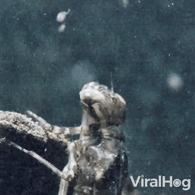 Dragonfly In Water GIF