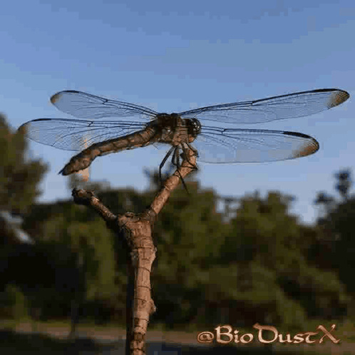 Dragonfly Perched On Tree Branch Bio Dust X GIF