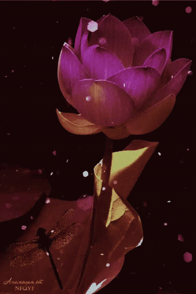 Dragonfly Sitting On Purple Flower GIF