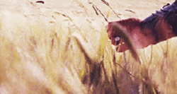 Dramatic Scene Brushing Grass Gladiator Movie GIF