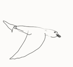 Drawing Bird Flying GIF