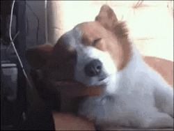 Dreaming Ptsd Dog GIF