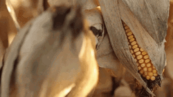Dried Corn In Husk Summer Time GIF