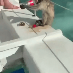 Drinking Cola Monkey Swimming Before Diving GIF