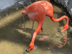 Drinking Flamingo Loop GIF