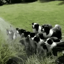 Drinking From A Fire Hose Adorable Pups GIF
