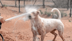 Drinking From A Fire Hose Dog Panicking GIF