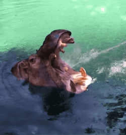 Drinking From A Fire Hose Giant Hippopotamus GIF
