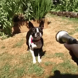 Drinking From A Fire Hose Hyper Dog GIF