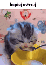 Drinking Kitten GIF