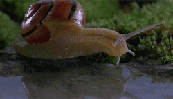 Drinking Snail Insect