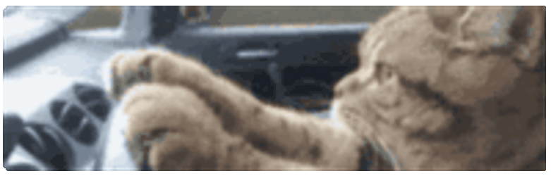 Drivecat Animecatdrive Sticker GIF