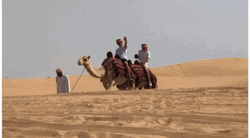 Driving Camel In The Desert GIF