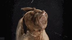 Drooling Brown Dog GIF