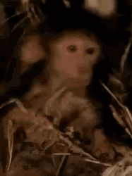 Drowsy Baby Monkey Passing Out Meme GIF