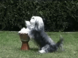 Drum Roll Cute Dog Wiggle GIF