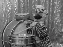 Drum Roll Funny Dog GIF
