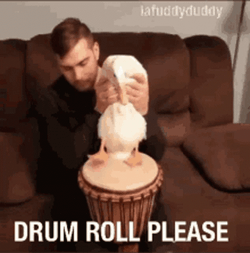 Drum Roll Please Duck GIF