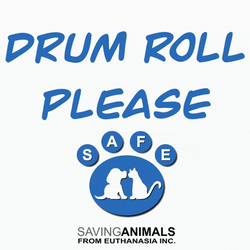 Drum Roll Please For Animals GIF