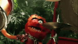 Drumming Muppets Animal GIF