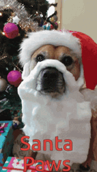 Drunk Santa Paws GIF