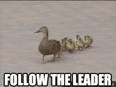 Duck And Ducklings Walking Follow The Leader GIF