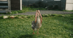 Duck Arm Exercise Dance GIF