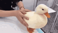 Duck Being Pet On A Vet