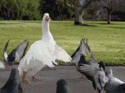 Duck Breakdancing With Doves