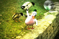 Duck Dance On The Spotlight GIF