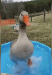 Duck Dance On The Tub GIF