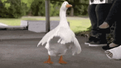 Duck Dance Performance Around People GIF