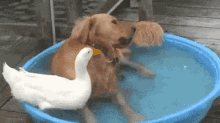 Duck & Dog Taking A Bath