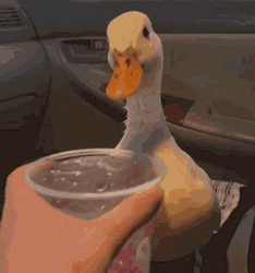 Duck Drinking Water