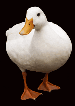 Duck Ducks GIF