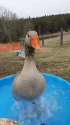 Duck Excited Splashing