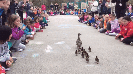 Duck Family Parading Meme GIF