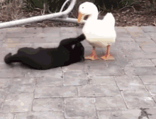 Duck Fighting A Cat