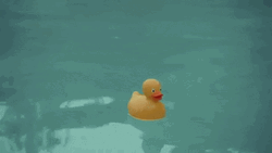 Duck Floating In Pool The End GIF