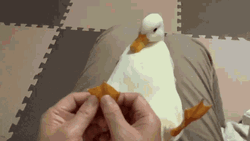 Duck Foot Massage