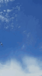Duck Hunting In Early Morning GIF