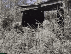 Duck Hunting In Forest Black And White GIF
