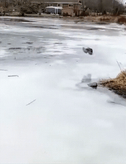 Duck Hunting In This Cold Weather GIF