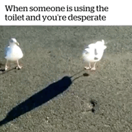 Duck Hurry Up To Pee Meme GIF