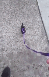Duck Pet Having A Walk