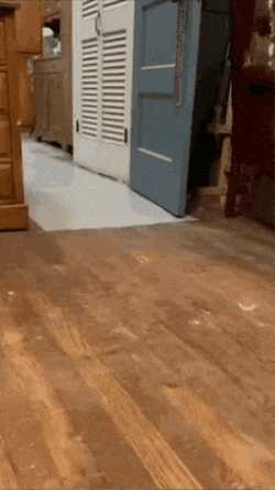 Duck Running Away GIF