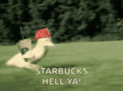 Duck Running On Green Field With Starbucks Hell Ya GIF
