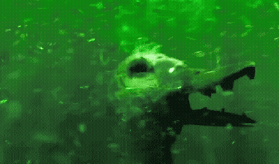Duck's Skull Floating With Bubbles GIF