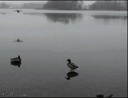 Duck Sailing In Pond